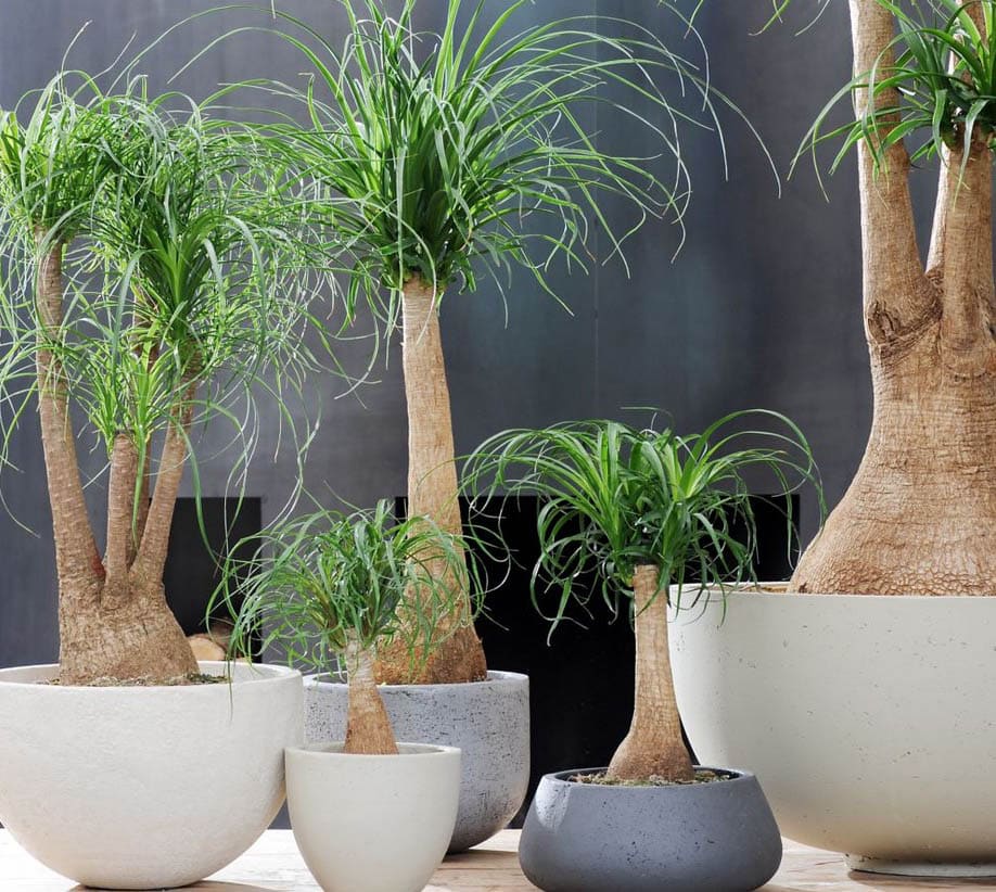 Plantes d'interieur