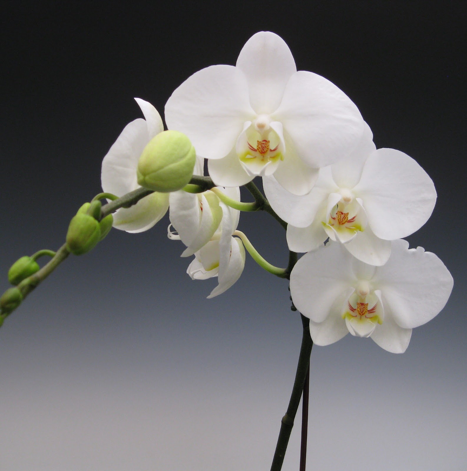 Orchidee Phalaenopsis Blanche