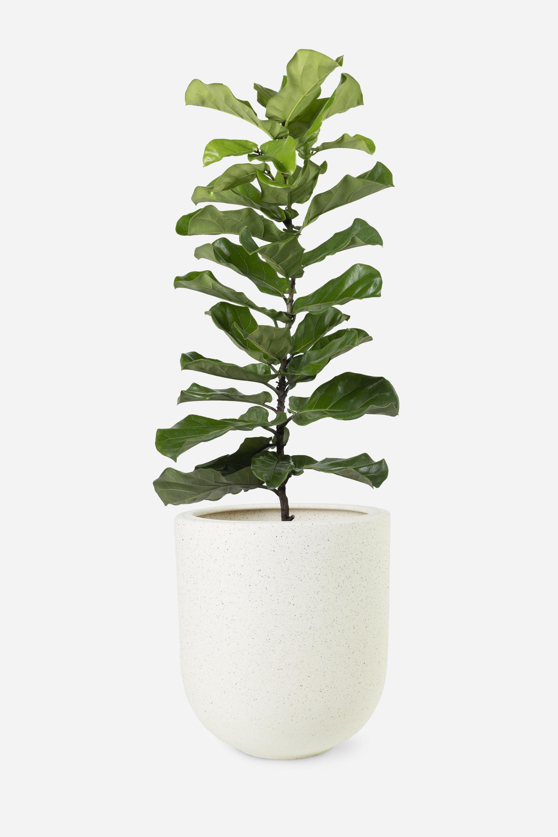 fiddle feuille figuier