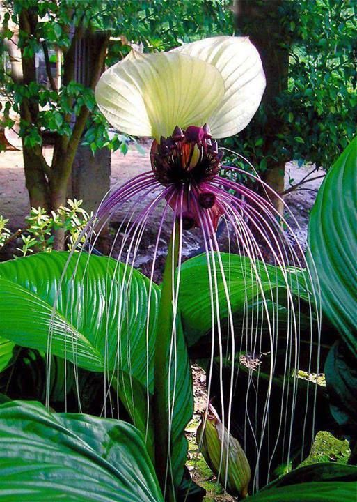 Tacca integrifolia