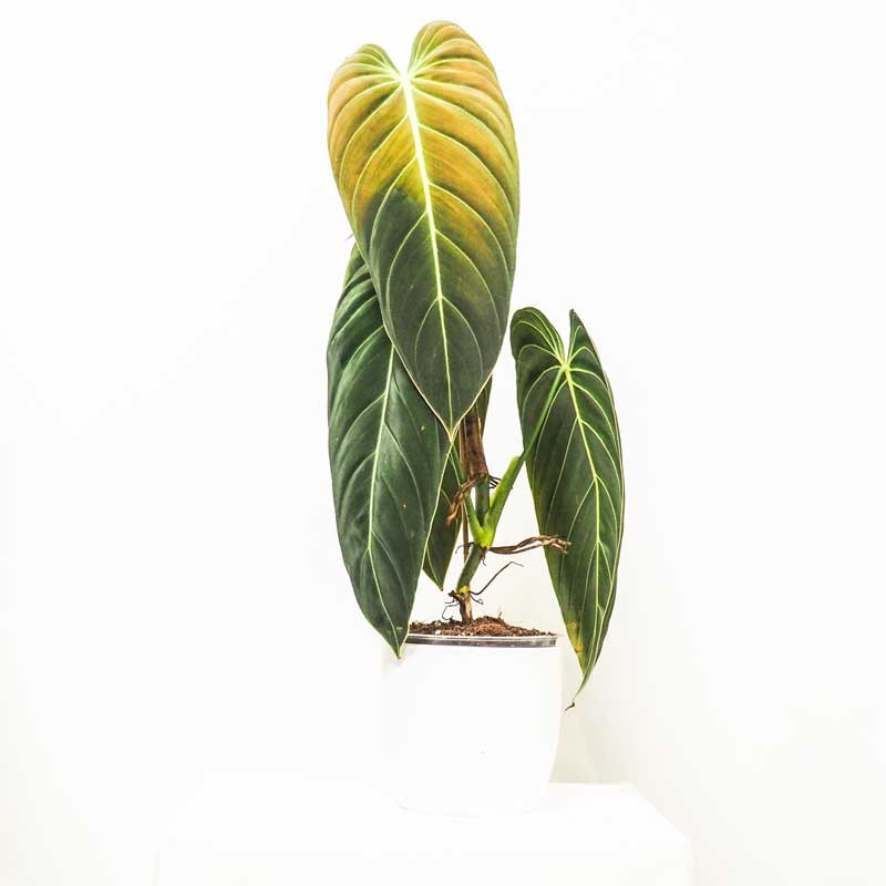 Philodendron gloriosum