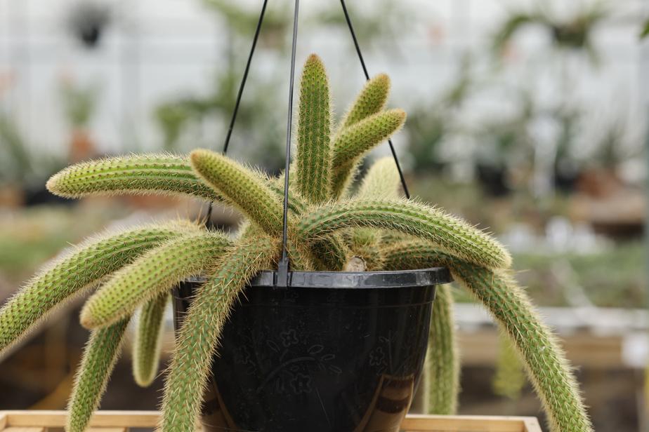 cactus retombant-Disocactus flagelliformis