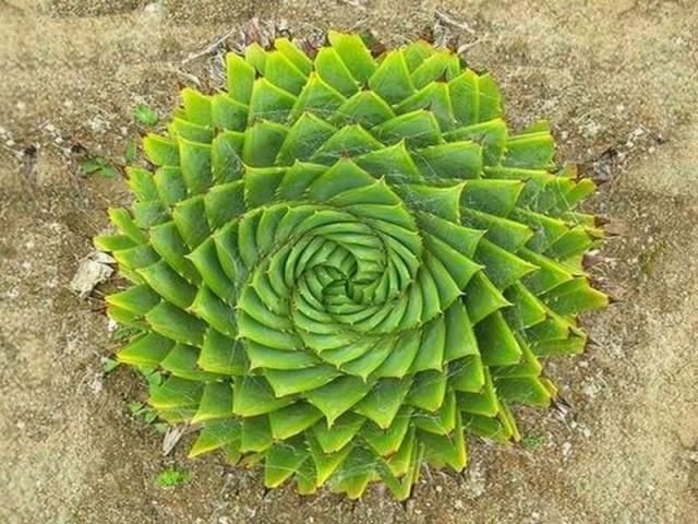 Aloe polyphylla-succulente en spirale