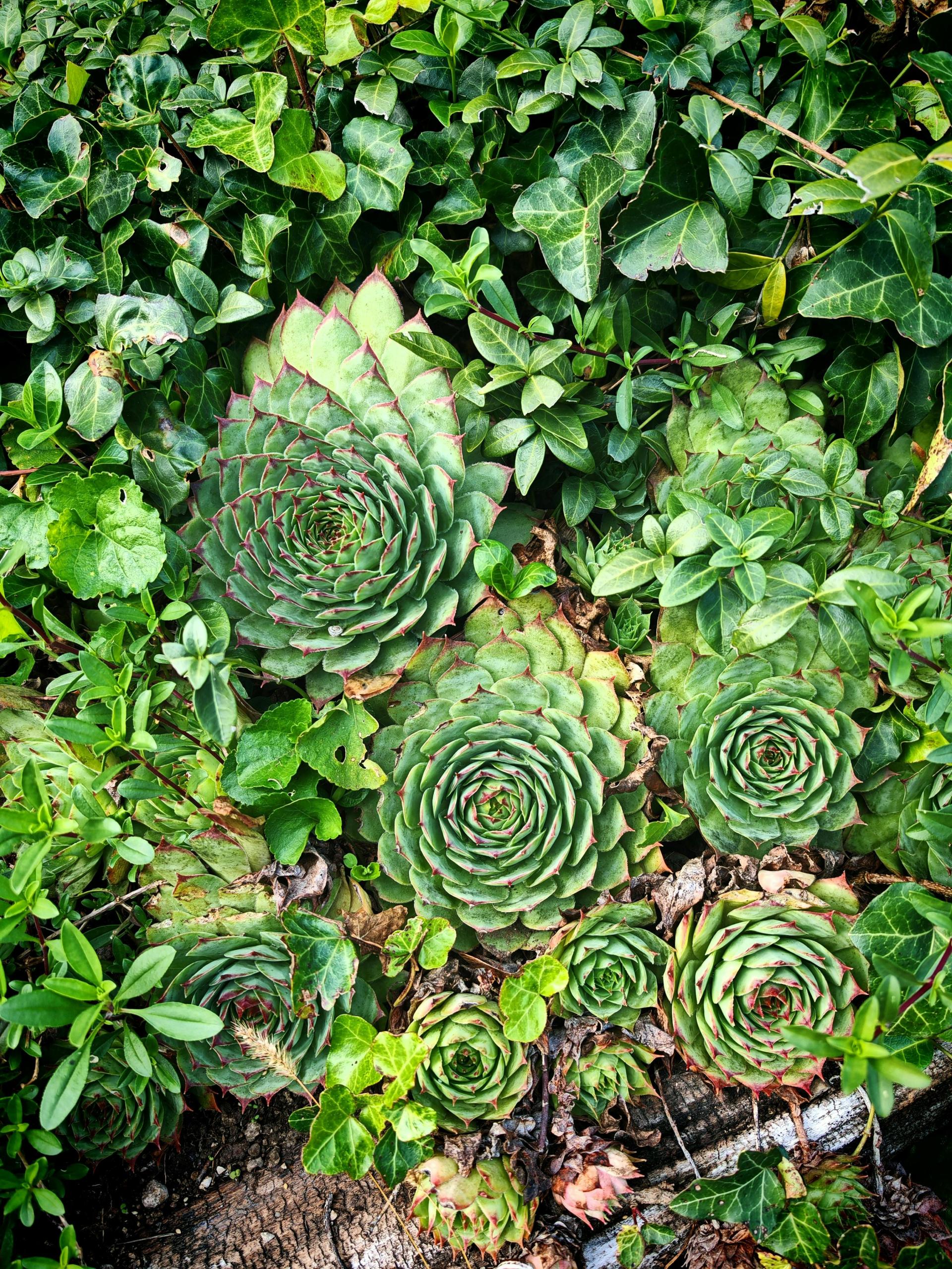 Sempervivum