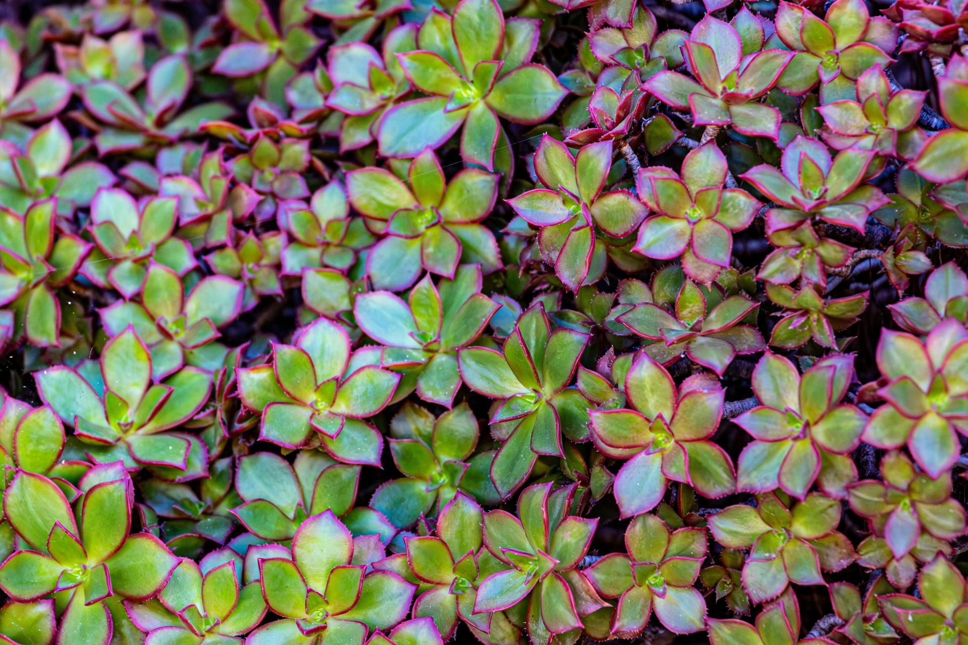 succulente en rosette