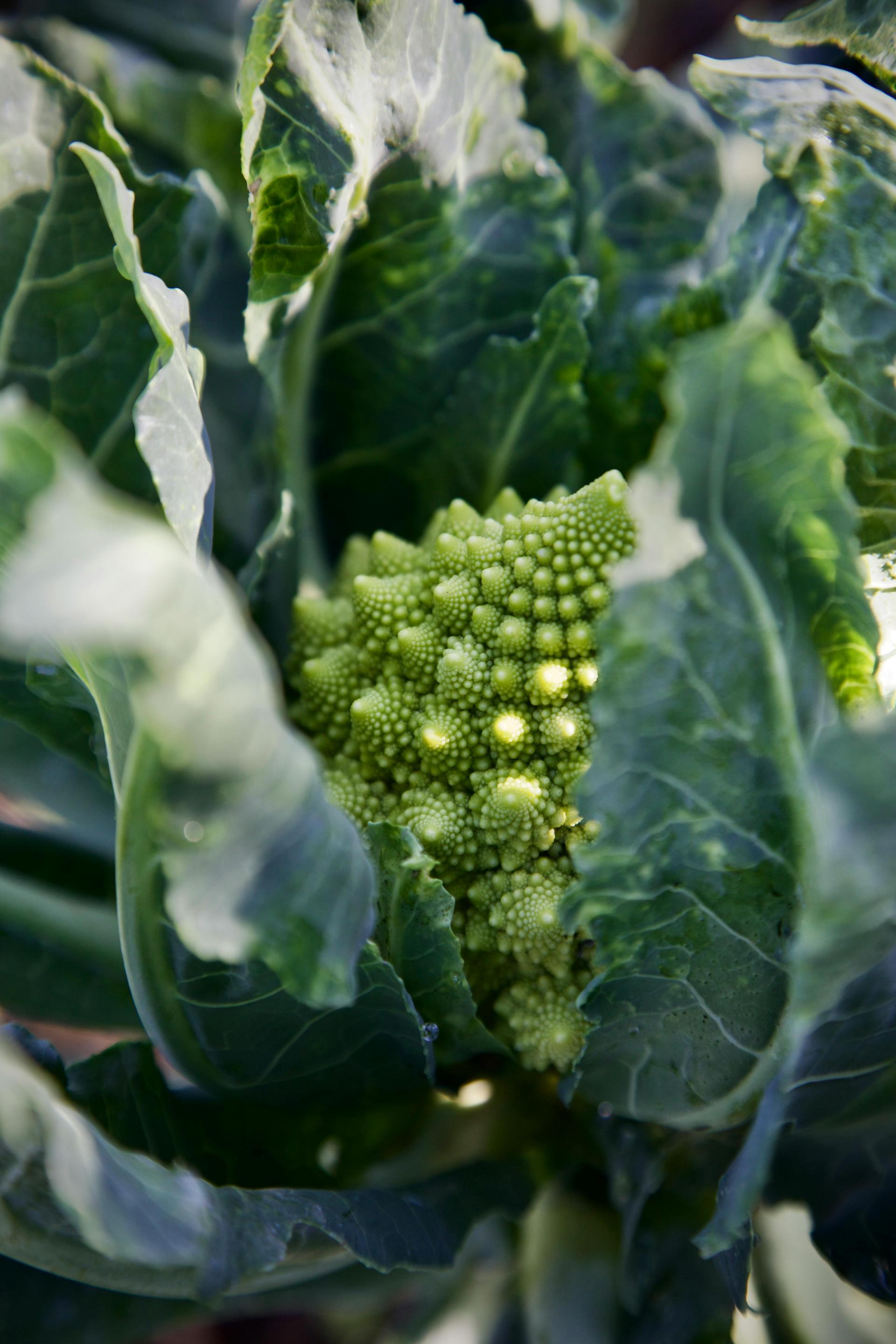 brocoli Romanesco