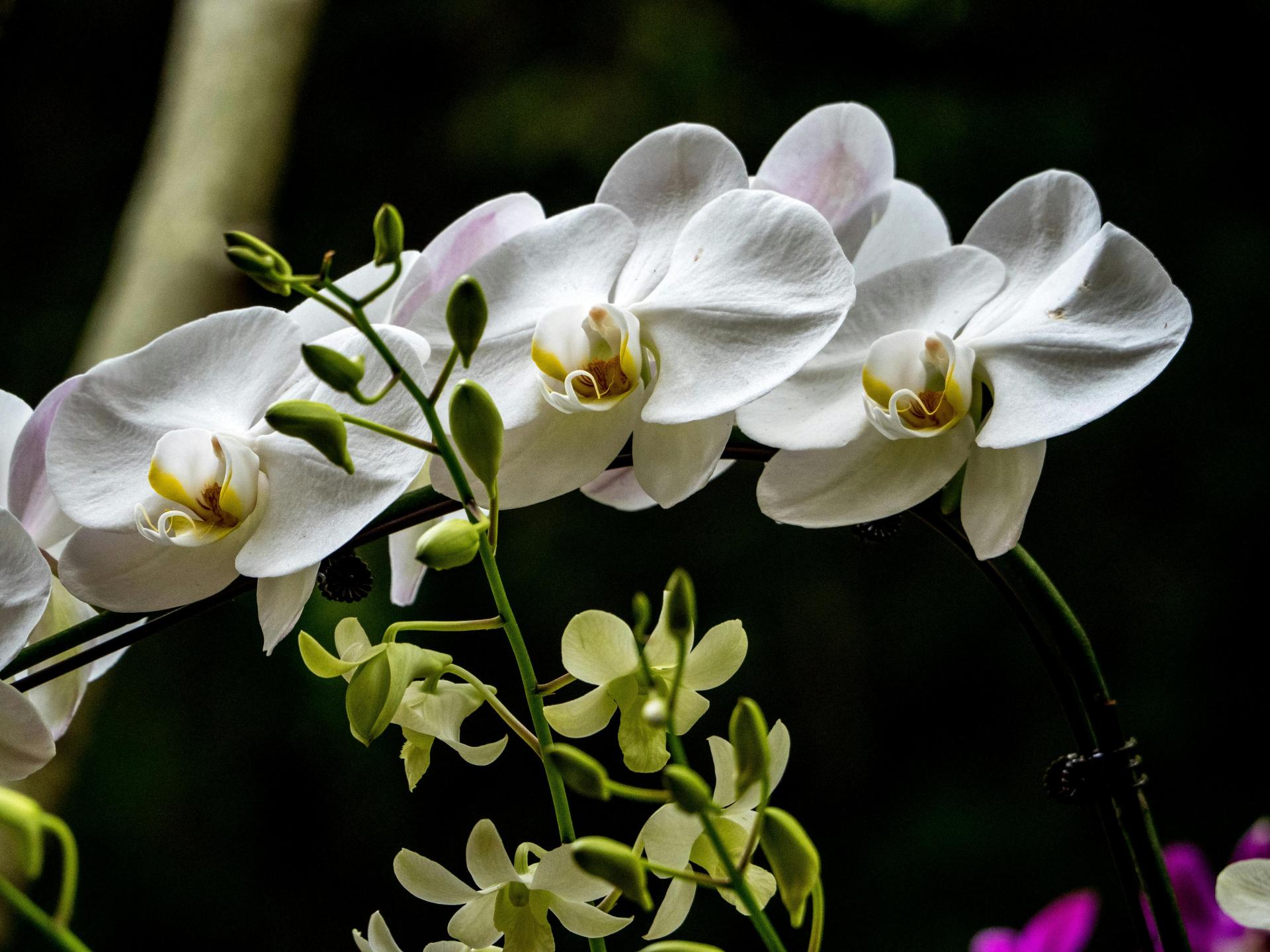 orchidée Phalaenopsis blanche