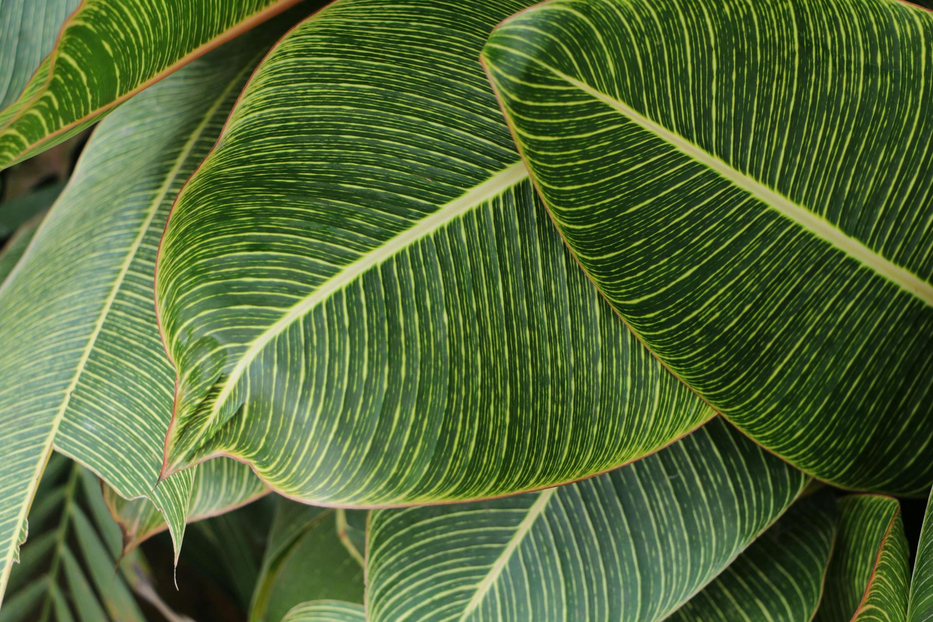 Calathea ornata-Maranta leuconeura