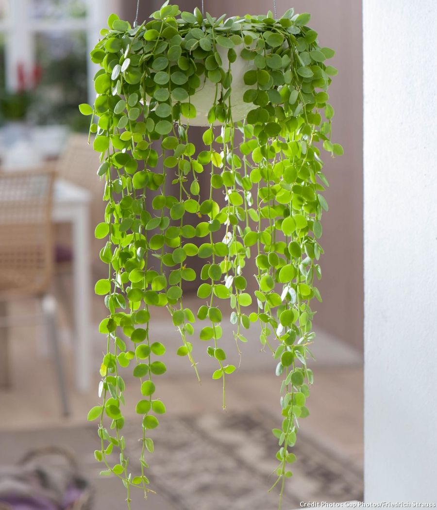 Dischidia nummularia