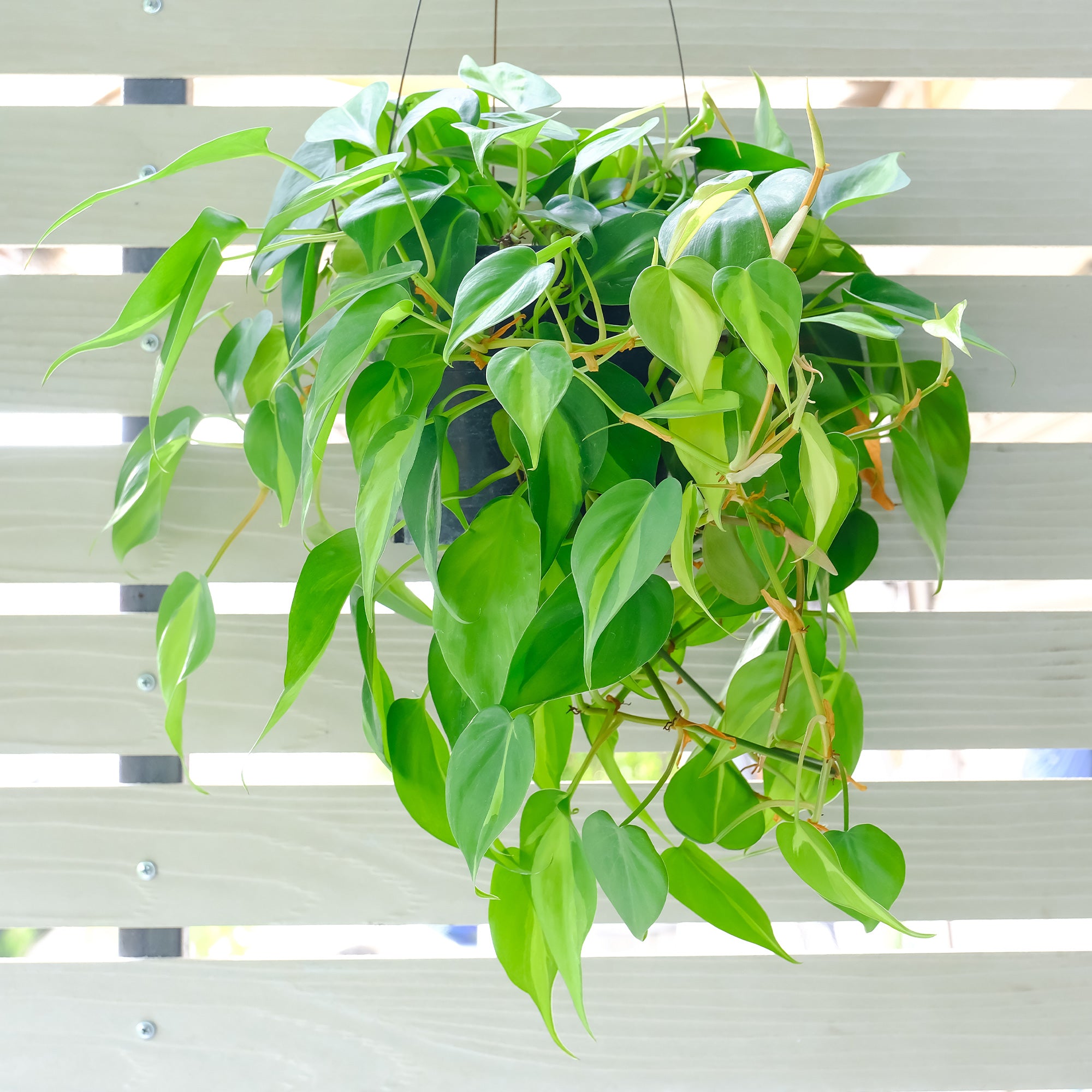 Philodendron scandens-Philodendron grimpant