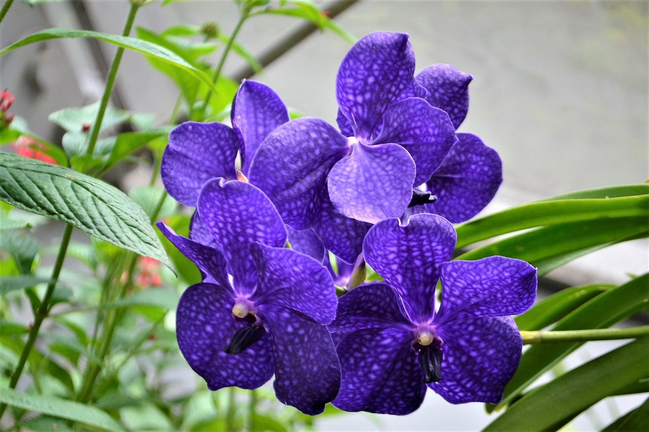 Orchidée Vanda