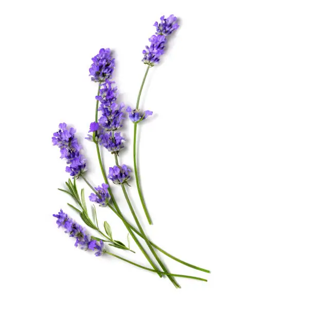 Lavande vraie (Lavandula angustifolia)
