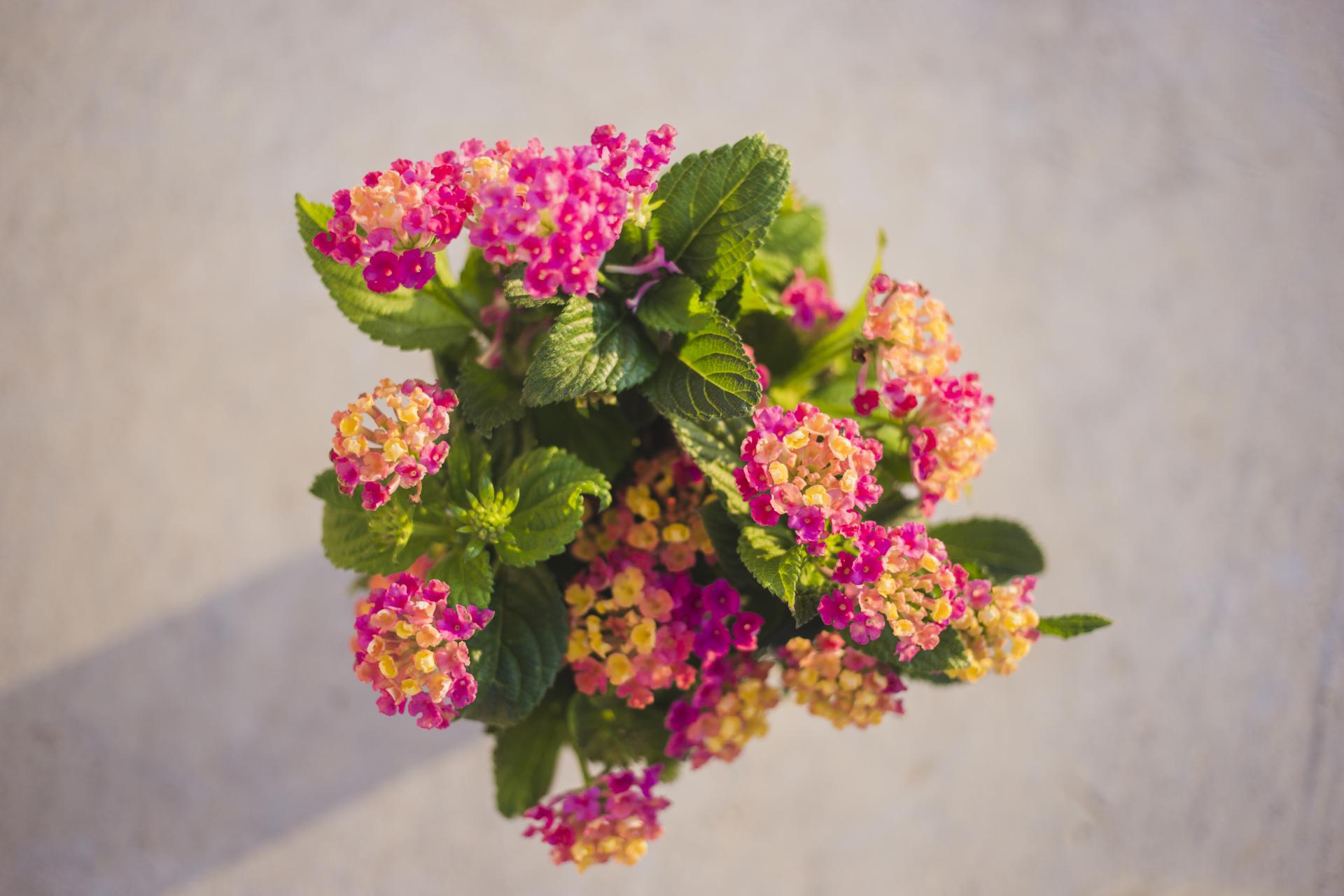 Lantana camara
