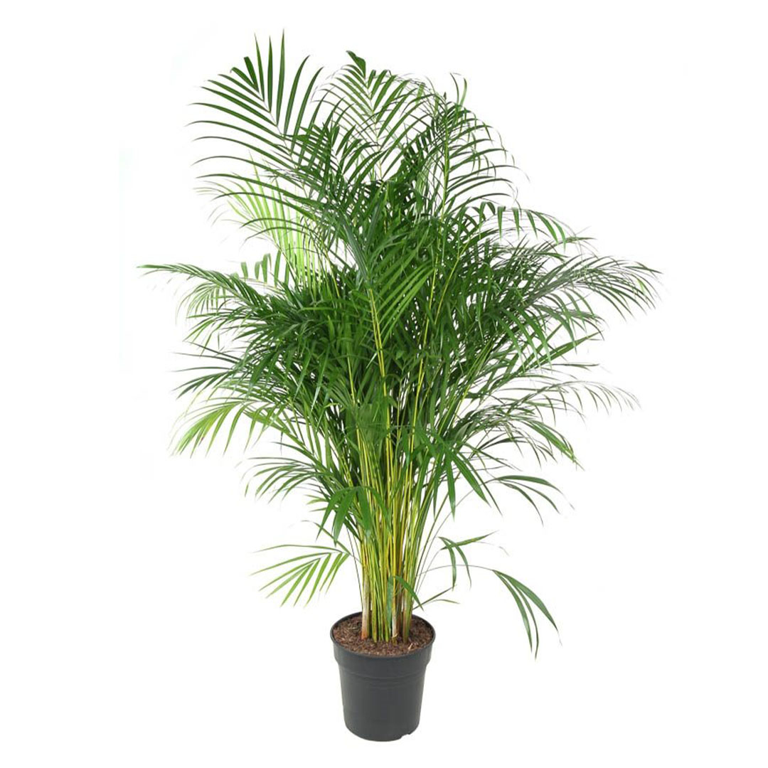 Palmier Areca